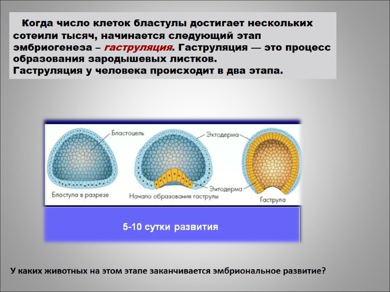 Когда число клеток бластулы достигает нескольких сотеили тысяч, начинается следующий этап эмбриогенеза – гаструляция.